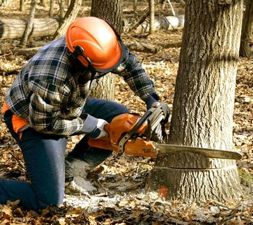 Tree Removal in Arrington, VA